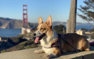 a corgi dog in front of the golden gate bridge
