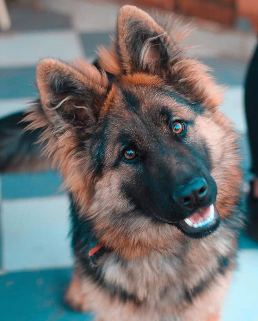 Long-haired German shepherd looking up with bright eyes and mouth slightly open
