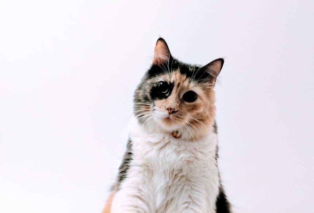Calico cat with a black patch over one eye looking sideways against a white background