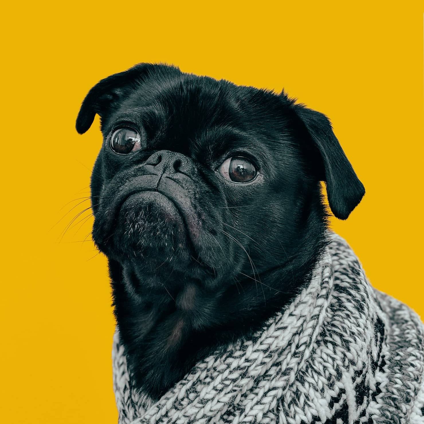 Close-up of a black pug's face wrapped in a black-and-white knit sweater against a yellow background