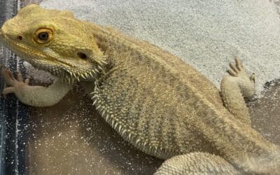 reptile pet