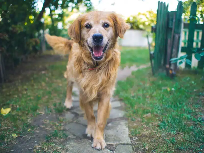 golden retriever walking on a trail wagging tails