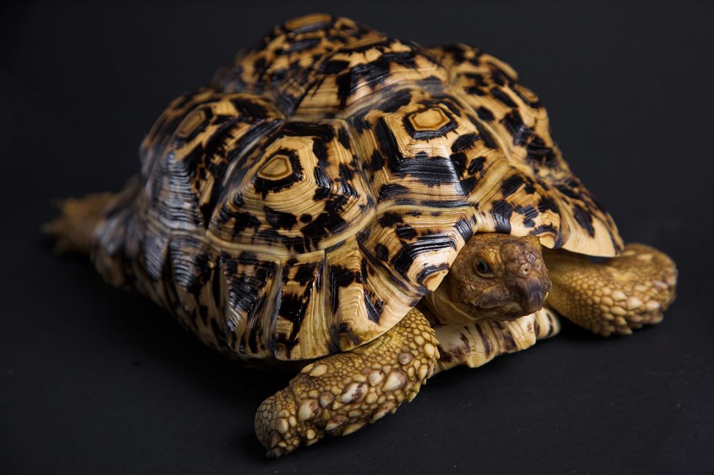 A leopard tortoise with patterned shell markings photographed against a plain black background