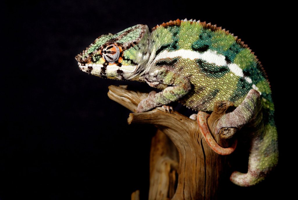 A green, white and red banded chameleon gripping a piece of driftwood against a solid black background