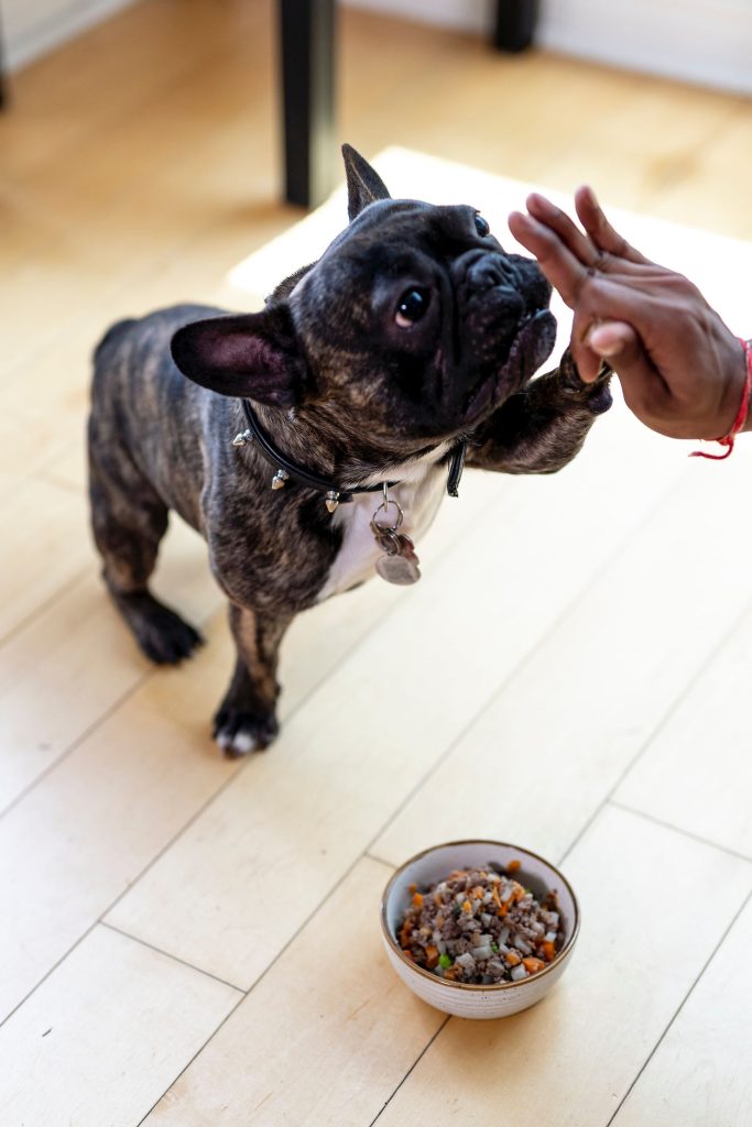 A French Bulldog raising a paw to a person’s hand beside a bowl of fresh mixed food