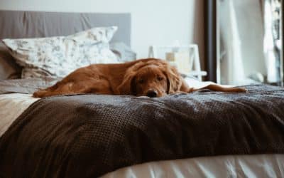 Golden retriever resting on bed