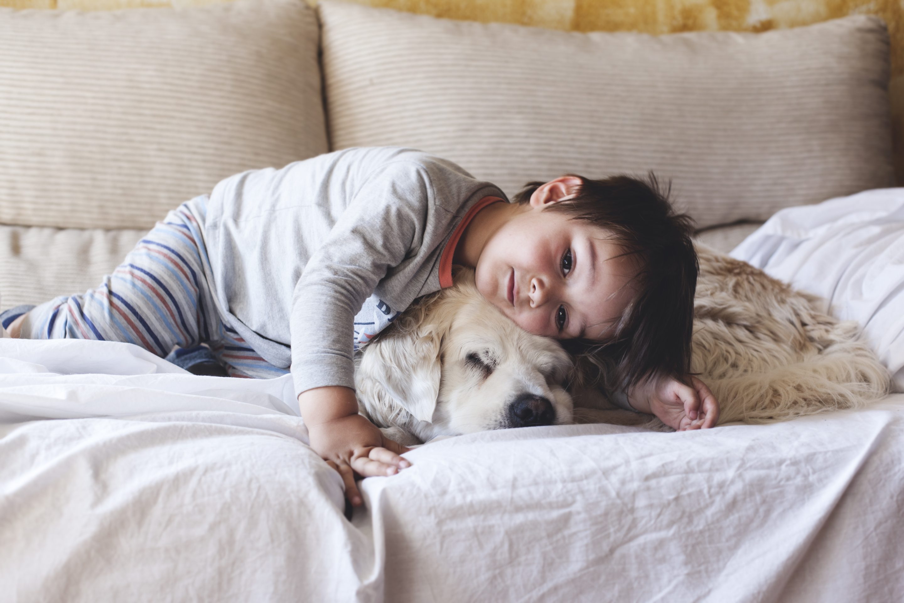 Toddler resting on sleeping golden retriever