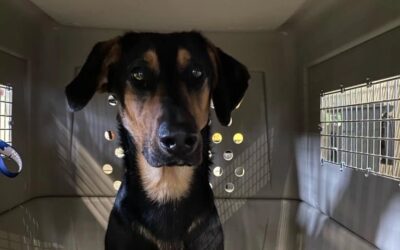 large dog in crate