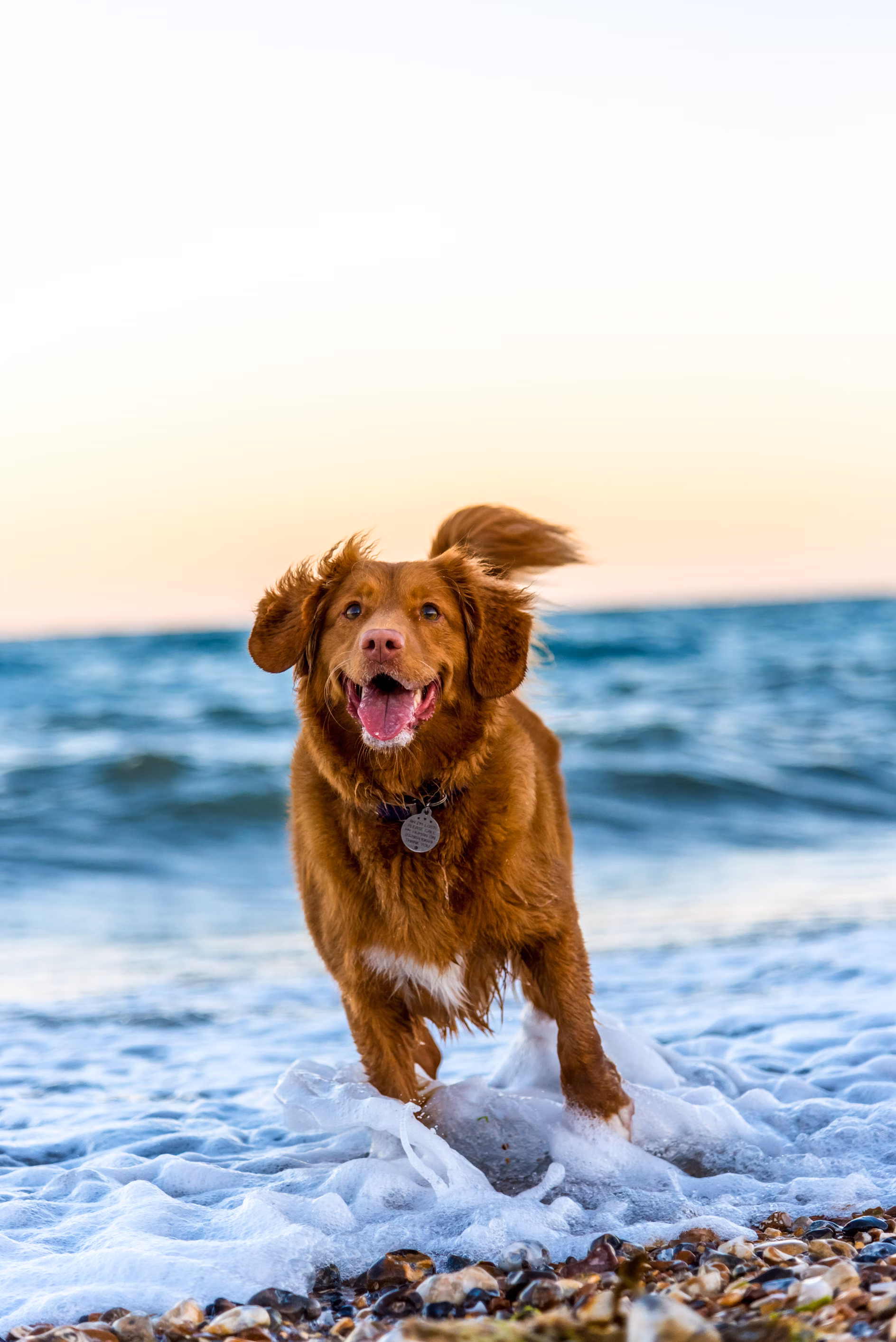 dog running by the see wagging tails