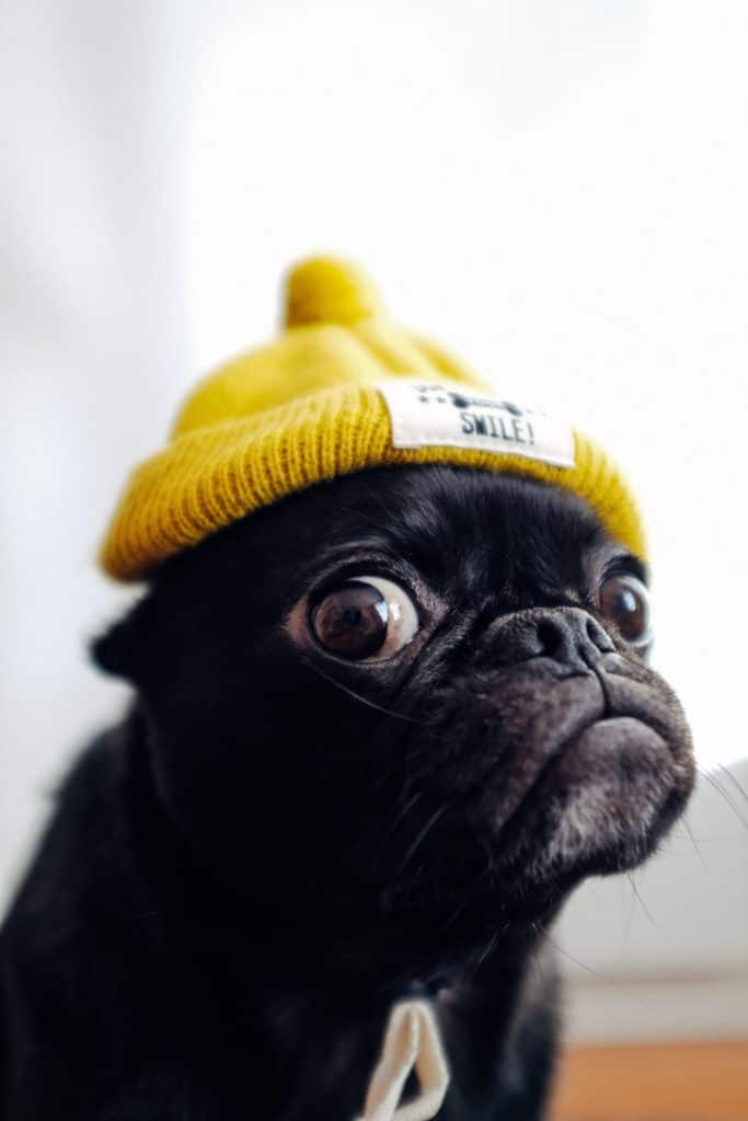 Black pug looking up while wearing a yellow knit beanie with a small label