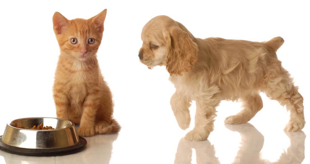 Ginger kitten sitting beside a bowl of dry food while a cream cocker spaniel puppy sniffs toward it on a white background