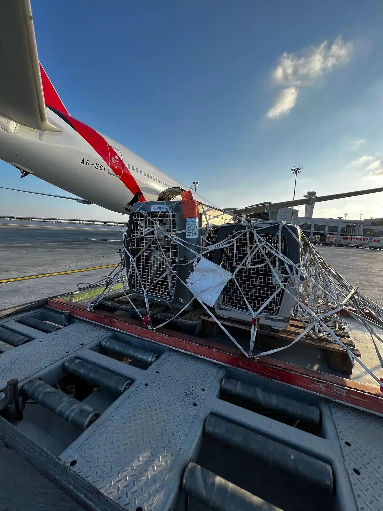 Two pet travel crates marked with a live-animal tag, netted onto a cargo pallet on the airport tarmac beside an airplane, staged to be loaded as manifest cargo.