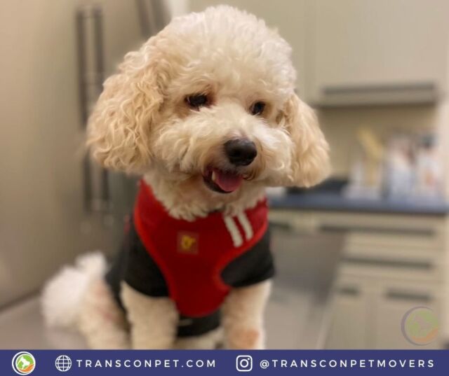 Cheers to being pawsome! Look who just finished their final health examination and USDA endorsement in preparation for their flight to Japan (HND) this week!
#transcontinentalpetmovers
#internationalpetmovers #dogoftheday
#doglife #doglover #pets #love