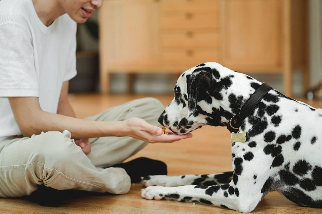 A person sitting on the floor hand-feeding a Dalmatian a treat in a living room