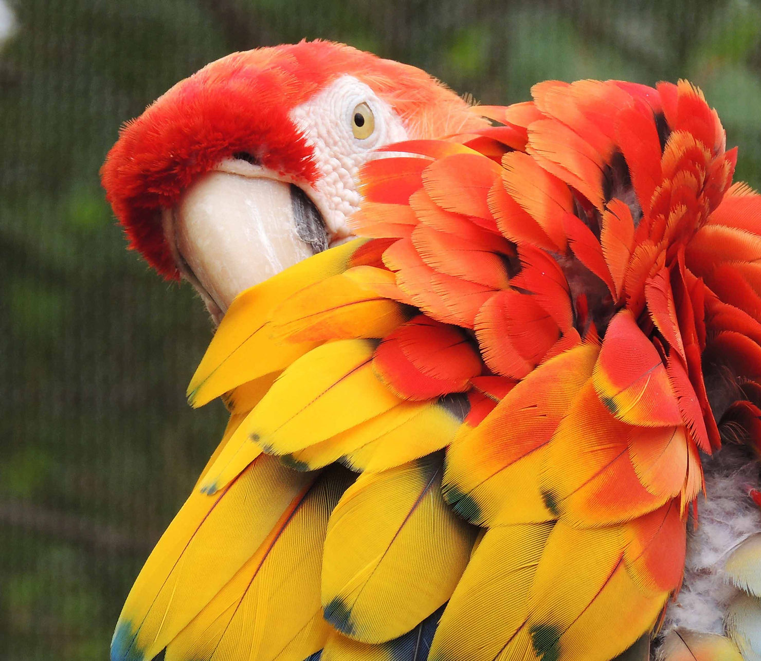 Close-up of a Scarlet Macaw's head and wing showing vivid red, orange and yellow feathers against a green background