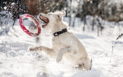 A white dog leaps through deep snow in a wooded area, mouth open toward a red ring toy tossed in the air, with snow spraying and bare trees in the background.