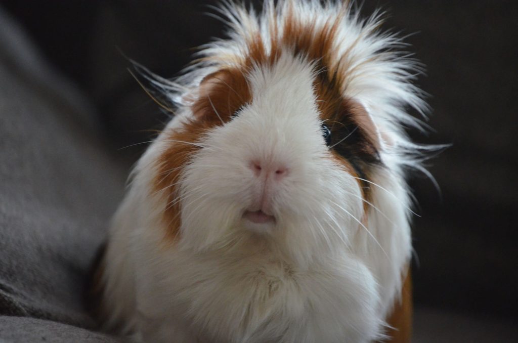 Close-up head portrait of a fluffy white, tan and black guinea pig looking toward the camera