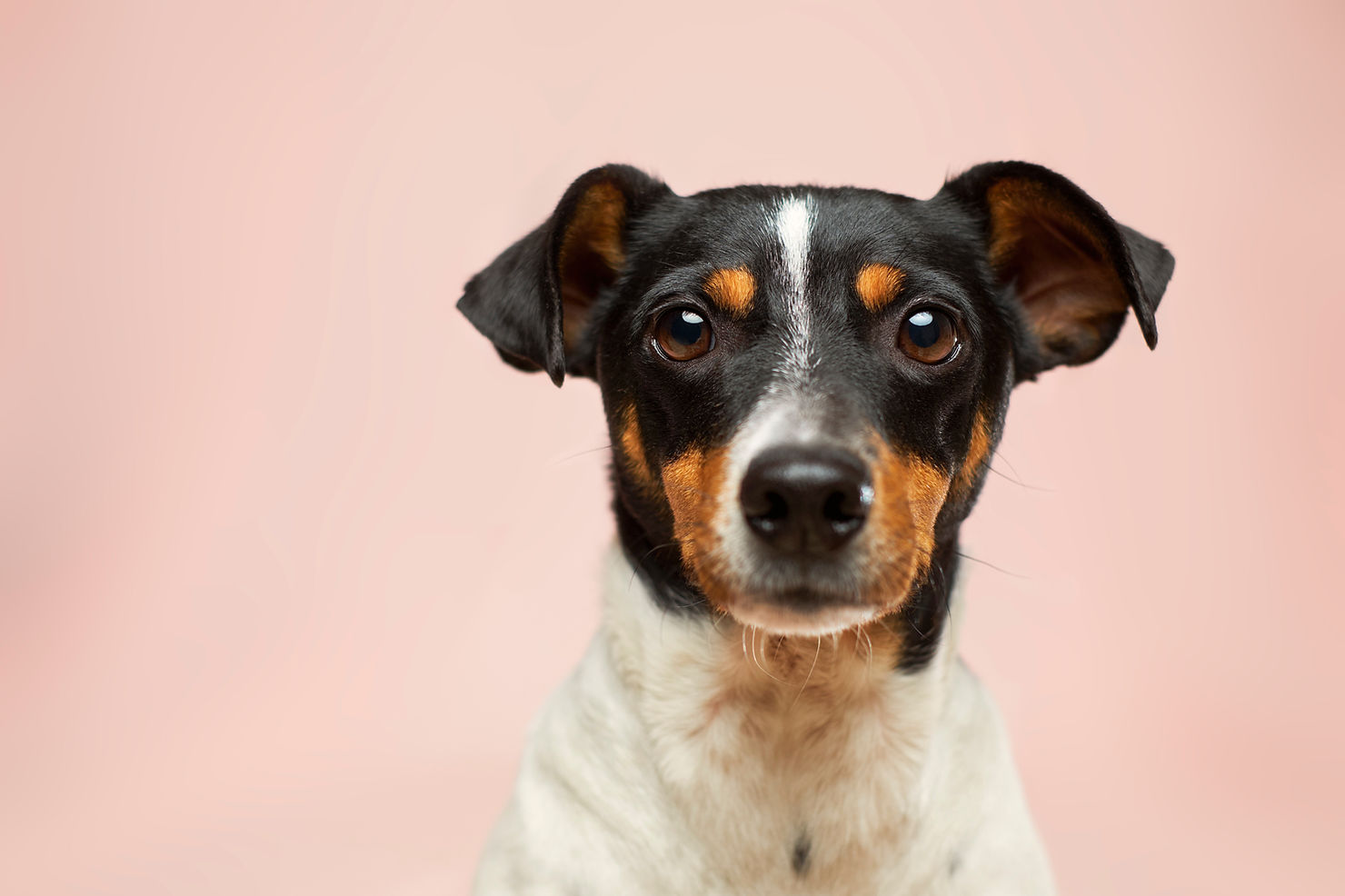 Studio portrait of a black, tan and white dog with floppy ears against a plain pink background