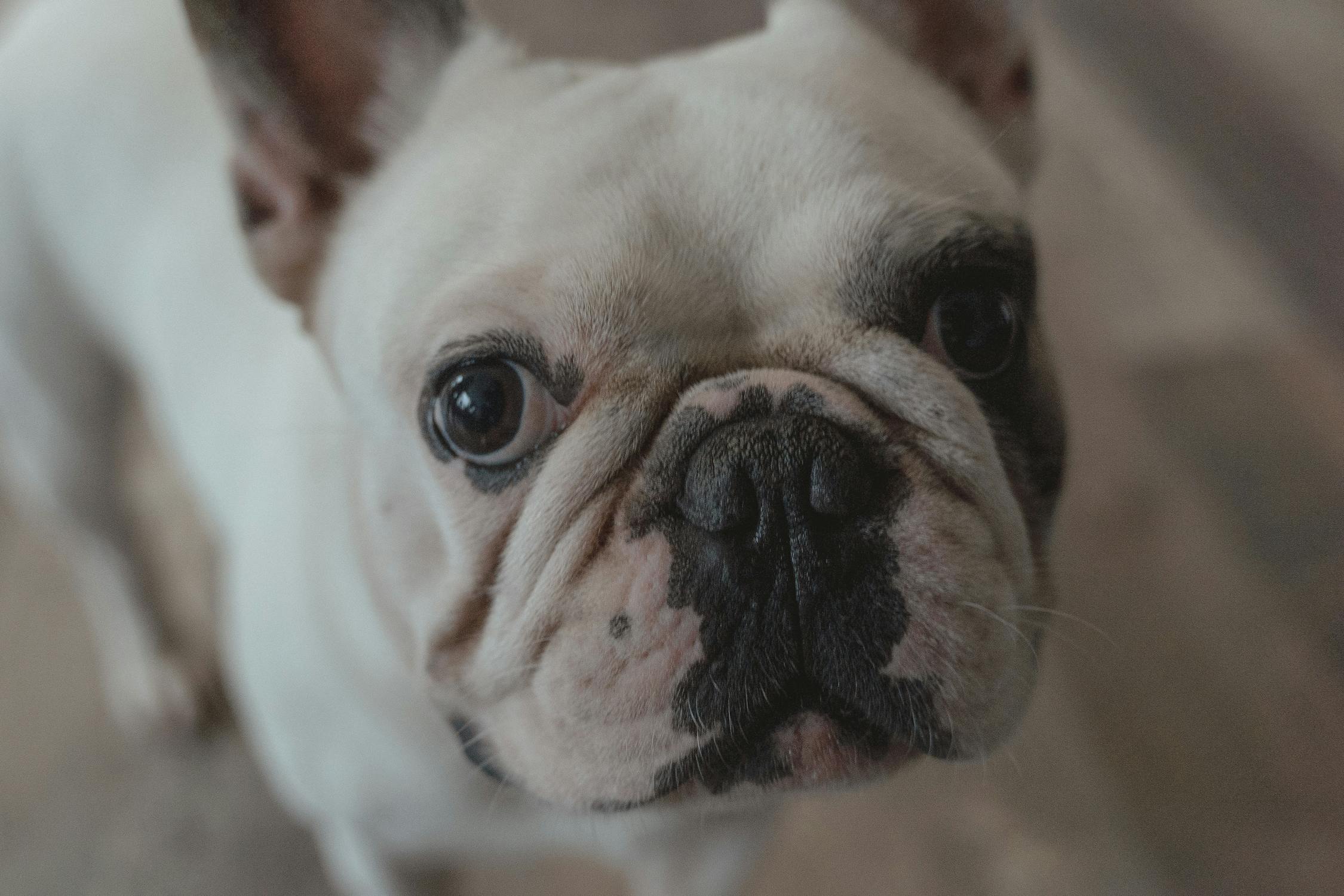 snub nosed dog