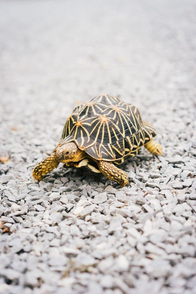 A star patterned tortoise walking across a bed of light grey gravel