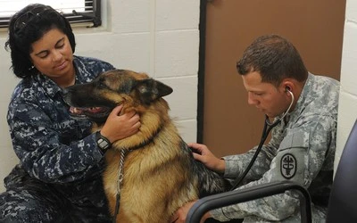 A veterinary technician listening to a German Shepherd's heartbeat while a handler holds the dog