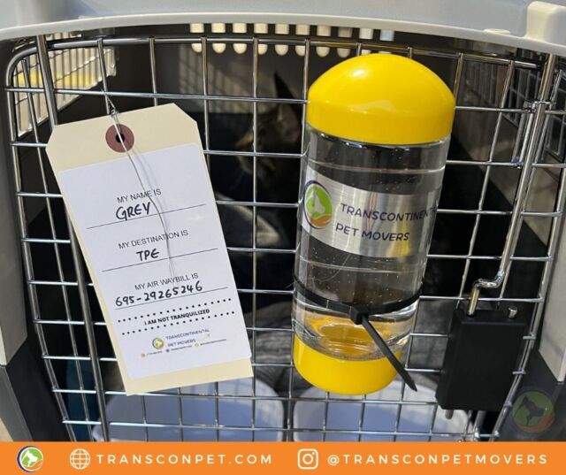 #FelineFine Grey is all prepared for his flight from ATL to TPE. Staying hydrated with extra water! Thank you, Chiahung! We're ecstatic to get Grey home safe and sound.
#transcontinentalpetmovers
#internationalpetmovers #catsofinstagram
#catlife #catlover #pets #love