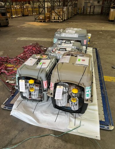 Two pet travel crates with attached documentation standing on a pallet in a warehouse aisle