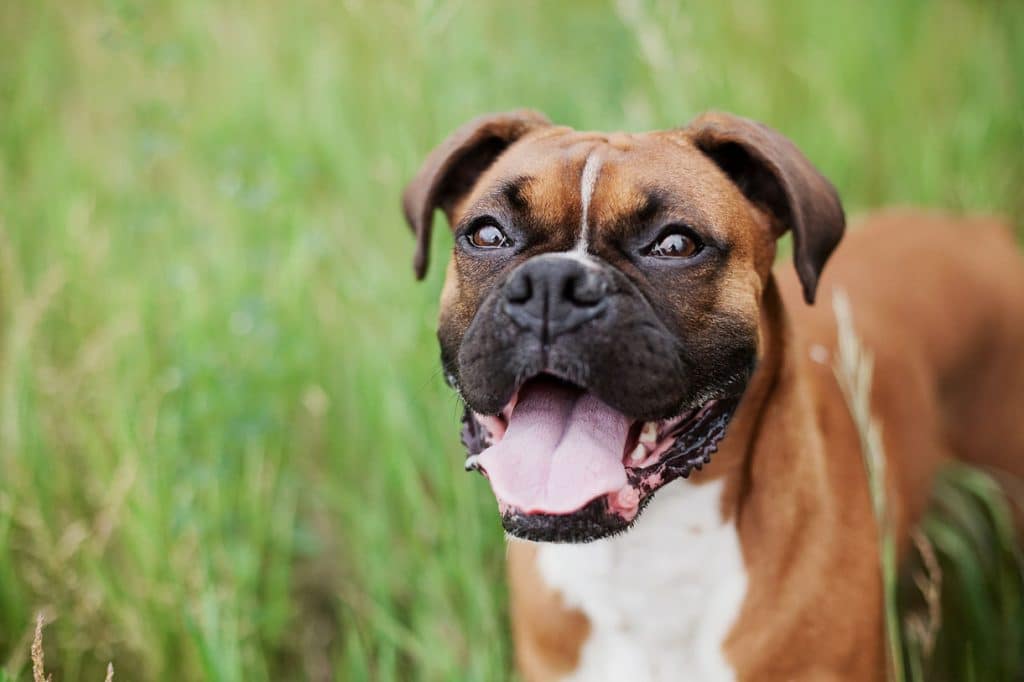 Portrait of a brown and white boxer dog panting with its tongue out while standing in tall green grass