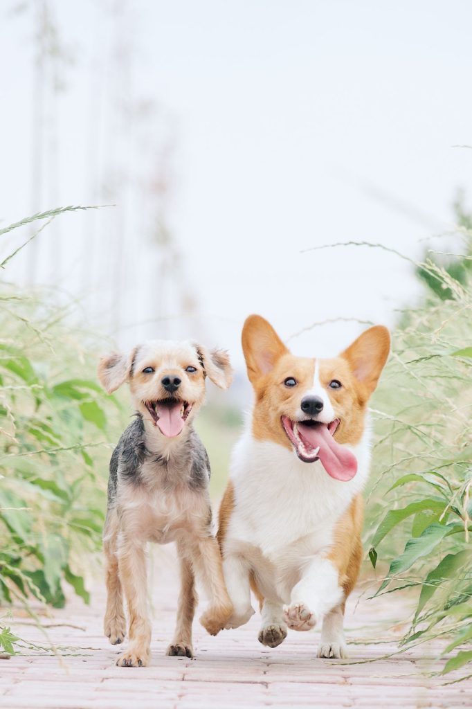 A small terrier mix and a Corgi run side by side toward the camera along a path between tall grasses