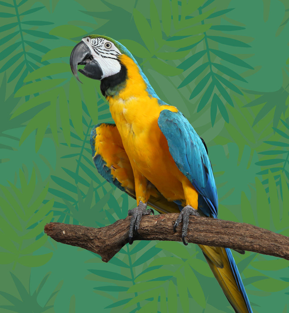 Blue-and-yellow macaw perched on a branch against a green leaf-patterned backdrop