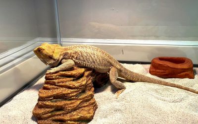 A bearded dragon lizard resting on a resin rock inside a glass terrarium with sand substrate and a water dish