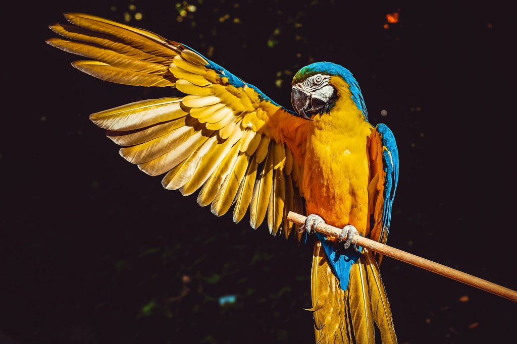 A blue and gold macaw perched on a branch with one wing spread wide