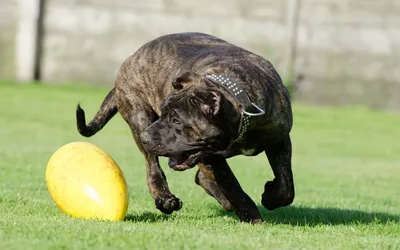 Is Your Dog Stealing Socks—or Just Looking for You?