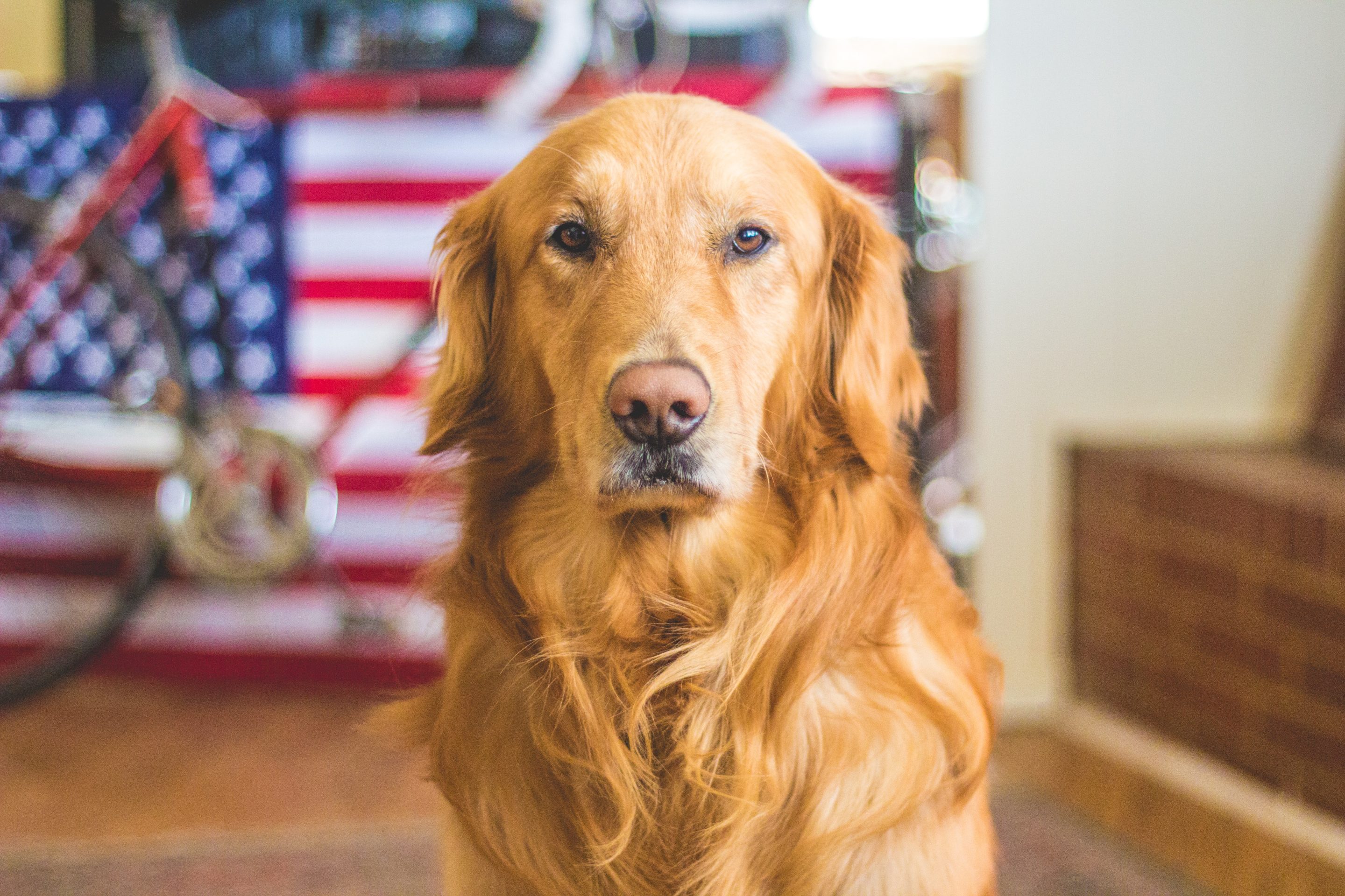 Military Support for Pet PCS: A Comprehensive Guide to Benefits and Procedures