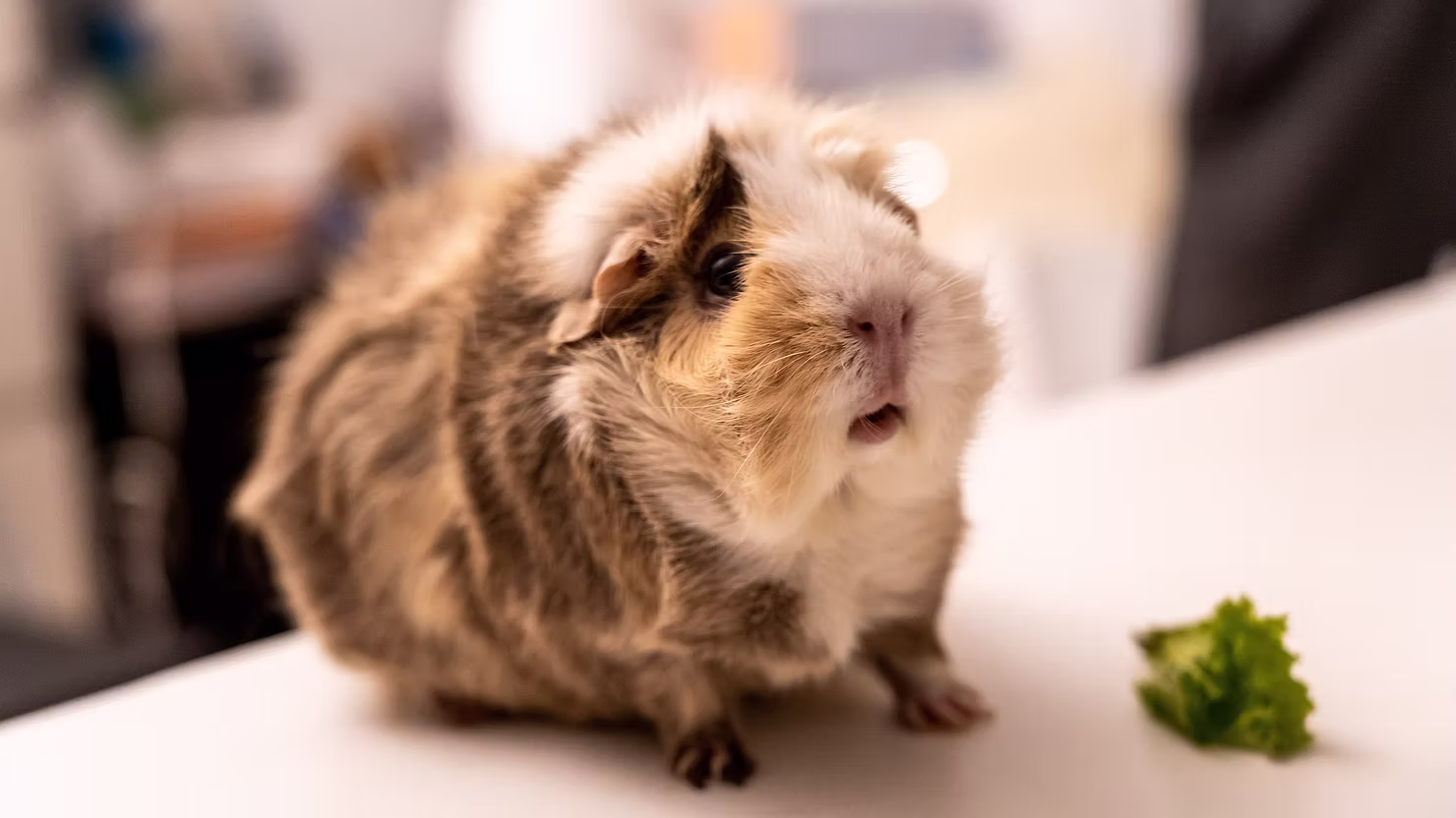 Fluffy brown, tan and white guinea pig sitting beside a piece of lettuce on a white table