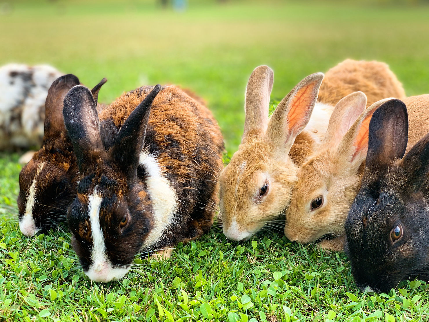 Several rabbits of different breeds and colours lying together and grazing on a green lawn