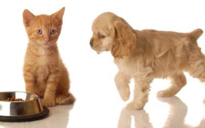 Ginger kitten sitting beside a bowl of dry food while a cream cocker spaniel puppy sniffs toward it on a white background