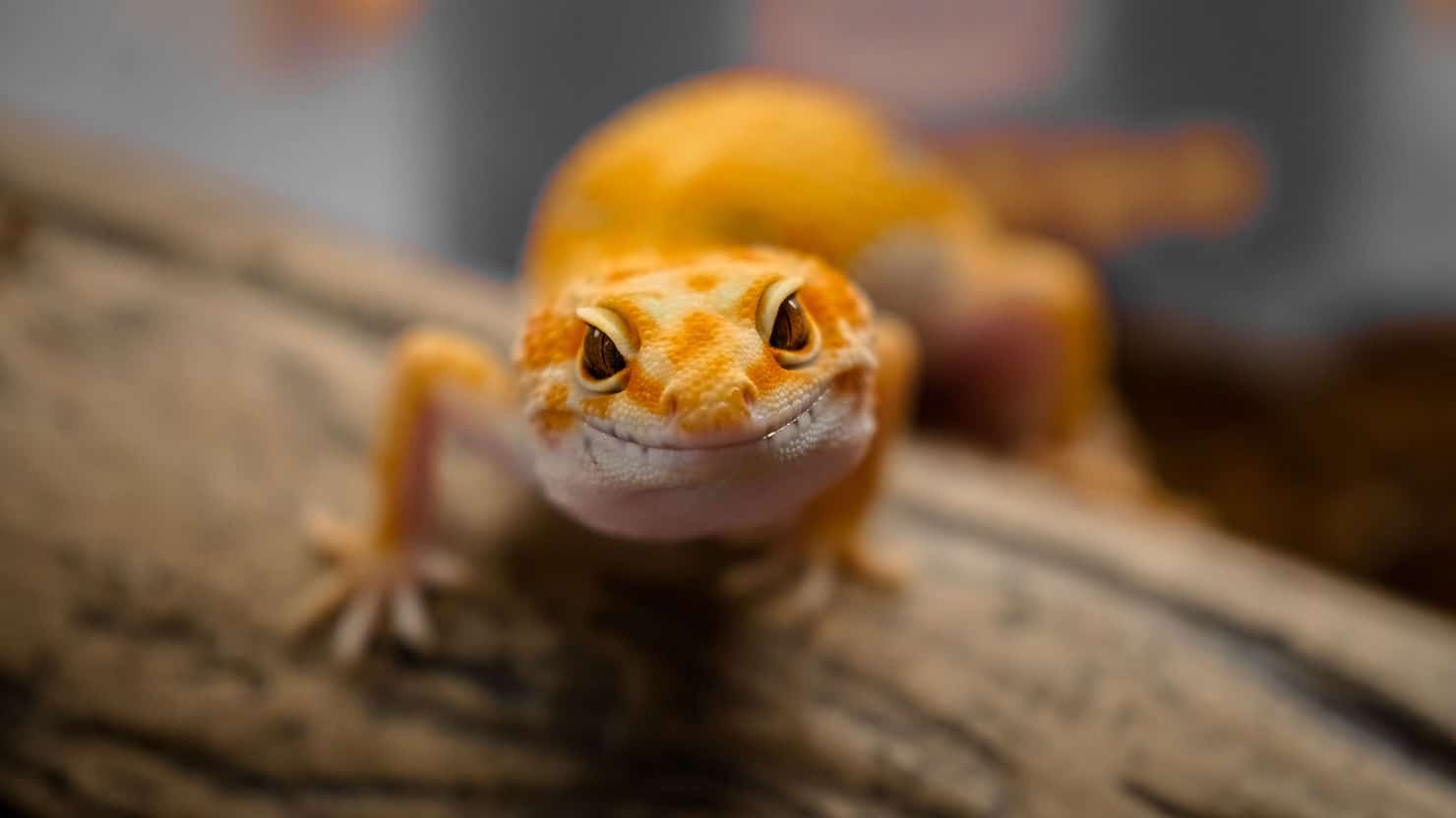 Leopard gecko resting on a piece of driftwood inside its enclosure