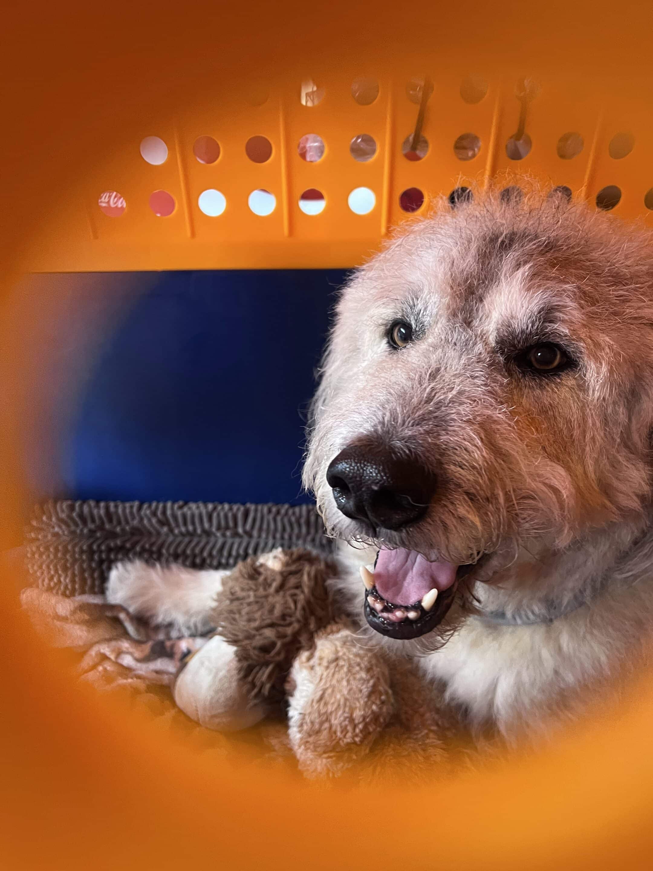 Scruffy terrier panting happily inside an orange plastic travel crate with a stuffed toy beside it