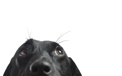black dog with brown eyes