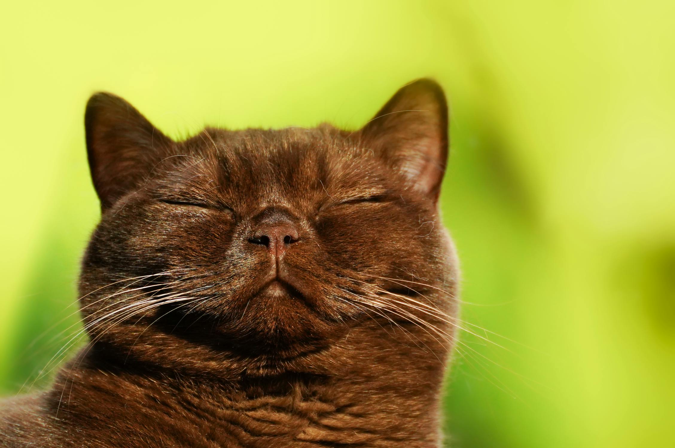 Burmese cat
