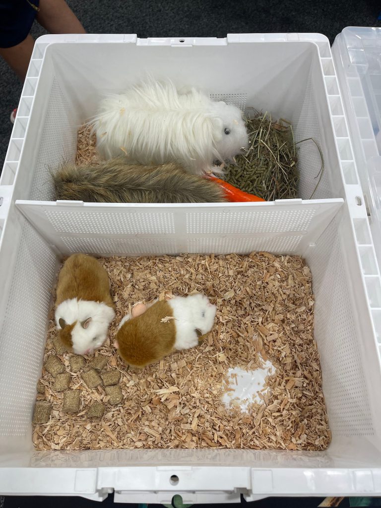 Guinea pigs resting on wood shavings and hay inside a white ventilated transport crate with food pellets