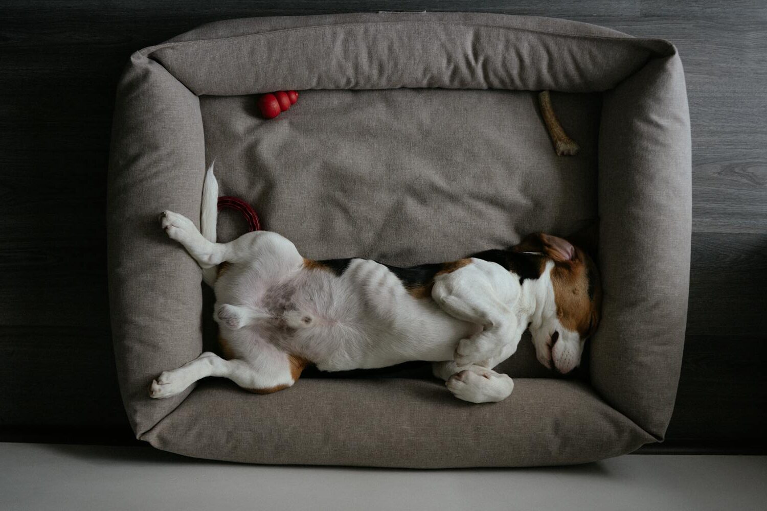 Beagle Lying on Back on Dog Bed