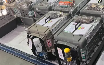 pet crates on loading deck to be shipped out from los angeles international airport