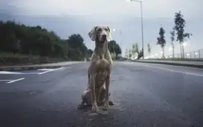 shipping a large dog
