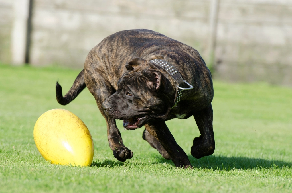Brindle dog chasing yellow ball on grass
