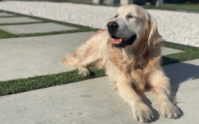 A Golden Retriever shipped from the US to Singapore