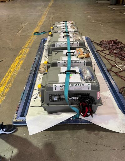 A row of pet transport crates labeled live animals strapped to a cargo dolly awaiting loading