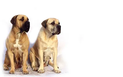 When Your Dog Gets Jealous of Another Dog