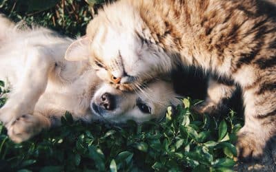 Fluffy tabby cat nuzzling a sleeping pale puppy lying in green foliage